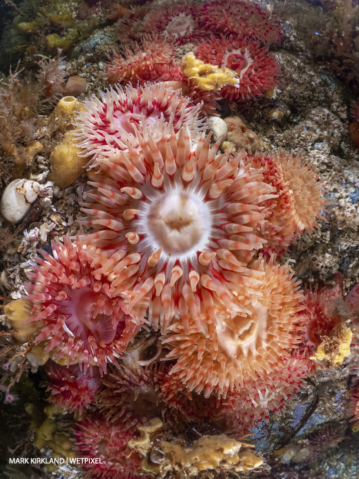 Dahlia anemone  (*Urticina Felina*). Loch Etive, Scotland.