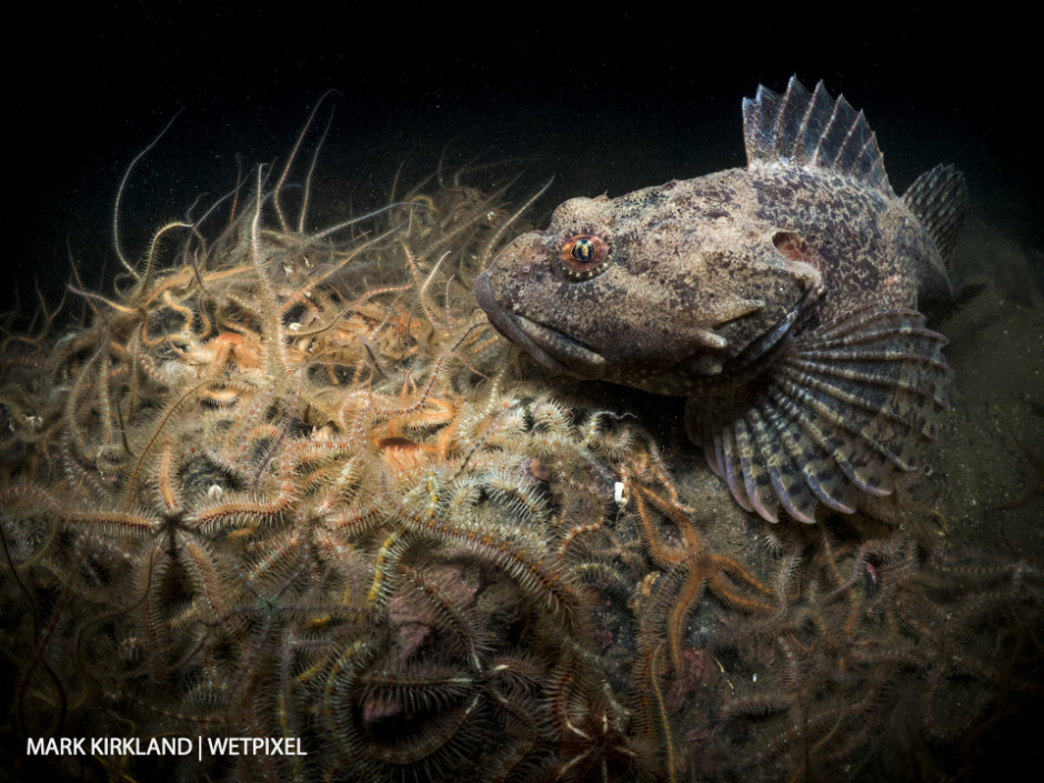 Short spined scorpionfish (*Myoxocaphalus scorpius*) and brittlestars (*Ophiothrix fragilis*). Loch Leven, Scotland