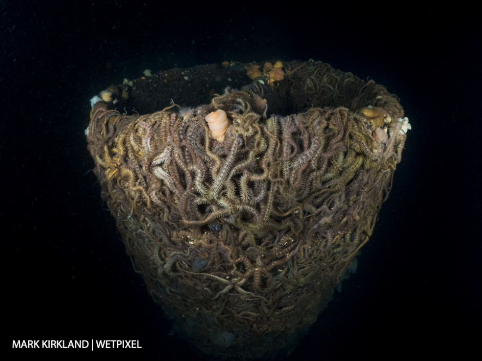 Brittlestars (*Orthiothrix Fragilis*). Wreck of the AKKA, Clyde Estuary, Scotland.