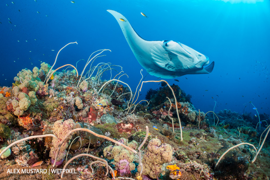 A huge female reef manta (*Mobula alfredi*) swims close to a coral reef, while cleaner wrasse (bluestreak cleaner wrasse: *Labroides dimidiatus*), tiny by comparison, pick parasites from her lips. Misool, Raja Ampat.