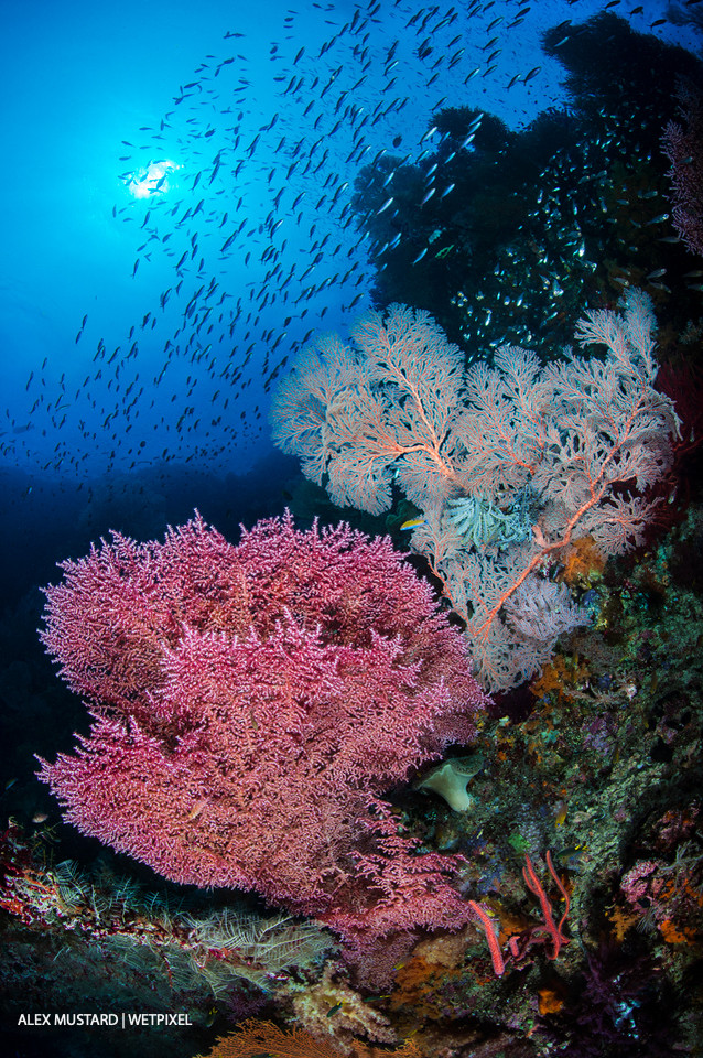 A purple knotted seafan (*Muricella sp*.) and a pink sea fan (*Melithaea sp*.) on a coral reef wall beneath schooling fusiliers (*Caesio sp*.). Nudi Rock, Fiabacet Islands, Misool.