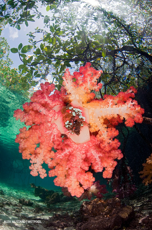 Red soft corals (*Dendronephthya sp*.) grow attached to the root of a mangrove tree, beneath the canopy of a mangrove forest. Nampele Islands, Misool.