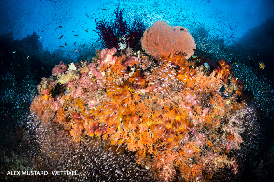 A colorful coral reef, a school of glassfish (cardinalfish: *Apogon spp*.) surround a coral head with sponges, soft corals, sea fans, and sea squirts. Misool, Raja Ampat.