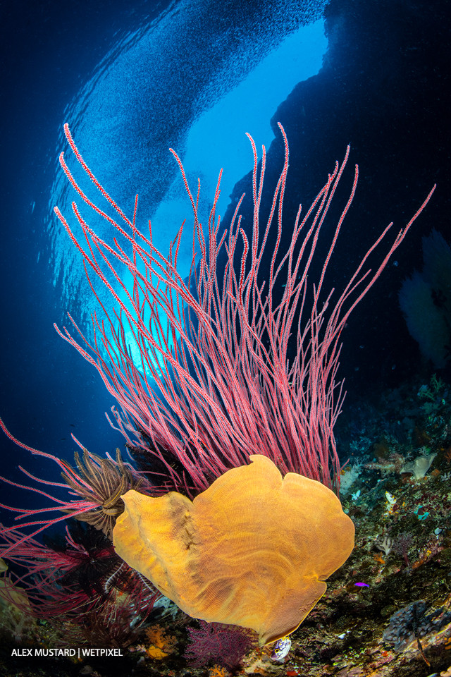 A reef scene with an orange elephant ear sponge (*Lanthella basta*) and red sea whip (*Ellisella sp*.) with schooling silversides above.  Pelee Island, Misool.