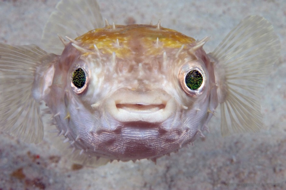 ￼The sparkle in the eyes of this juvenile spotted porcupinefish, Diodon hystrix, fade as it matures. Mabul Island, Malaysia.