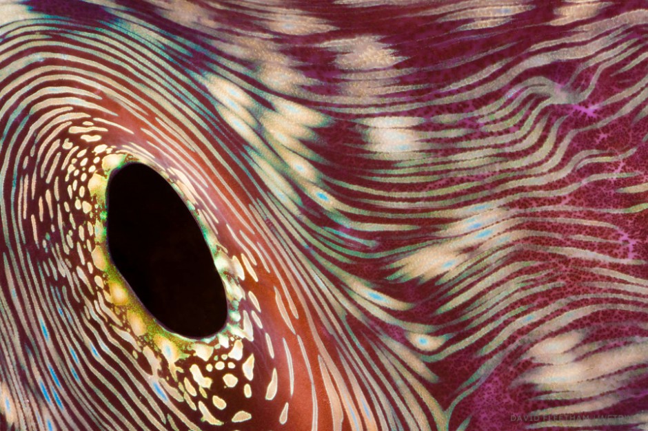 The exhaust opening in the mantle of a giant tridacna clam, Tridacna gigas, Tubbataha Reef, Philippines.