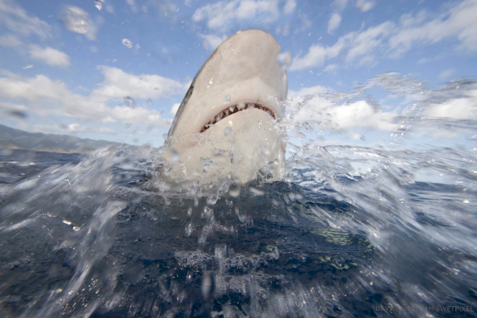 Galapagos shark, Carcharhinus galapagensis. Hawaii.