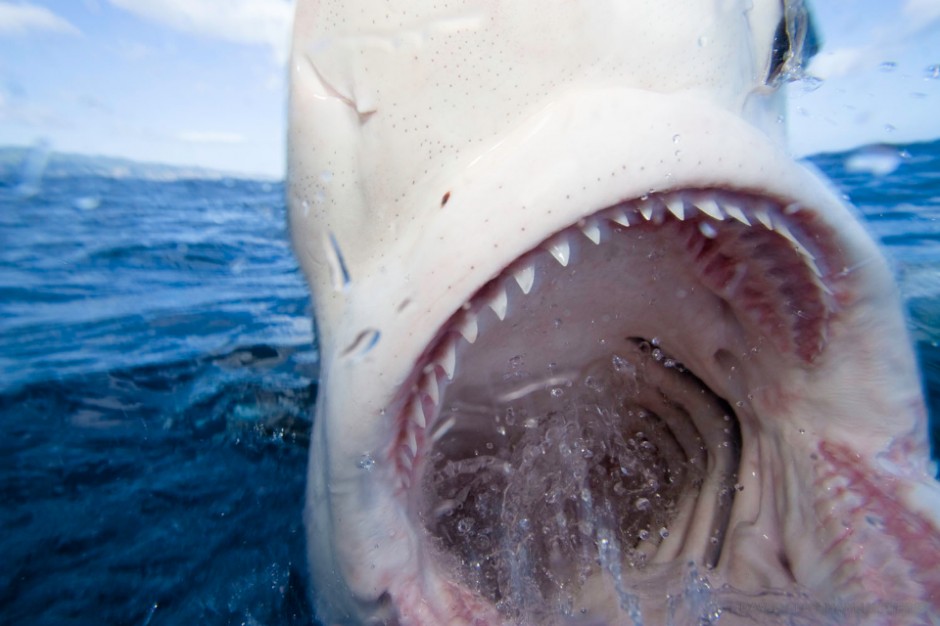 The Galapagos shark, Carcharhinus galapagensis can reach twelve feet in length and is listed as “potentially dangerous”. Hawaii.