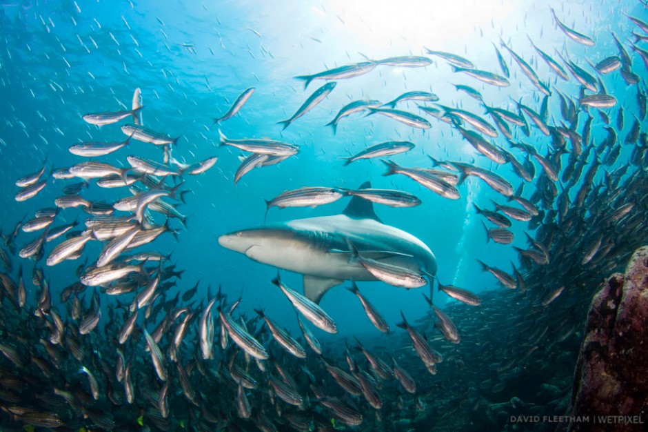 A Galapagos shark, Carcharhinus galapagensis, opens a hole in a school of black striped salema, Xenocys jessiae (endemic), Galapagos Islands, Equador.