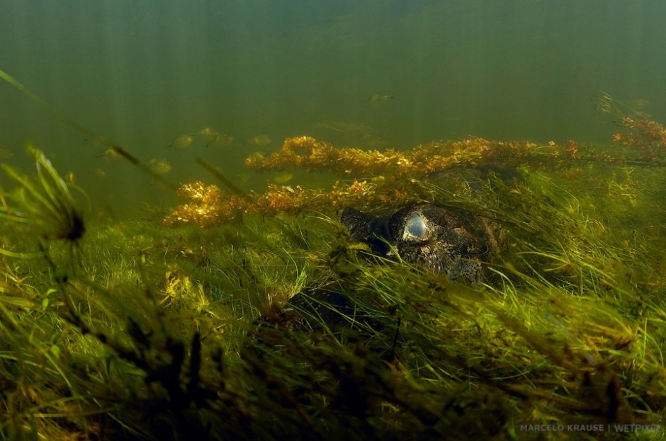 A *Caiman yacare* in the Pantanal.