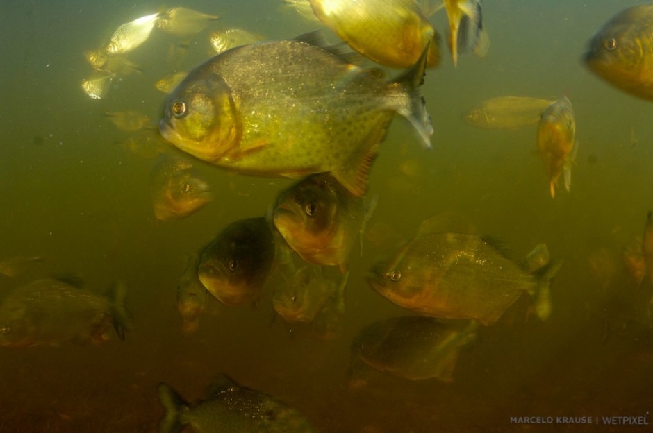 The legendary man-eating piranha (*Pygocentrus nattereri*). Although it can be dangerous and unpredictable in some situations, many locals dive and bathe in rivers where they occur without major incidents.