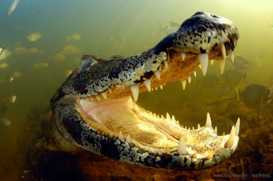 A *Caiman yacare*. The opportunity to photograph this caiman came when I was attracting piranhas with bait. The caiman was then attracted by the intense fish activity underwater.