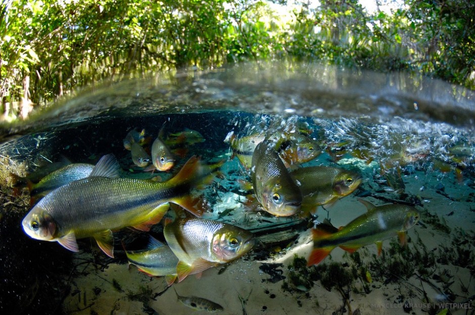 The piraputanga (*Brycon microleps*) is one of the most common fish of the Prata basin and can be easy seen on clear water locations.