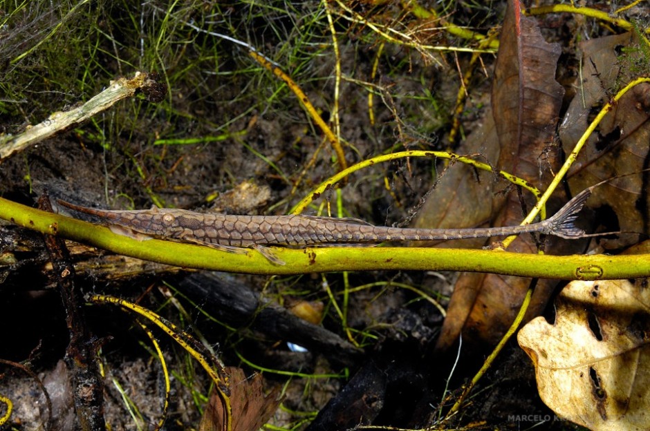 The stick catfish (*Farlowella sp.*) is really dificult to find. It only lives in very specific water conditions and doesn’t seem to occur in big numbers.