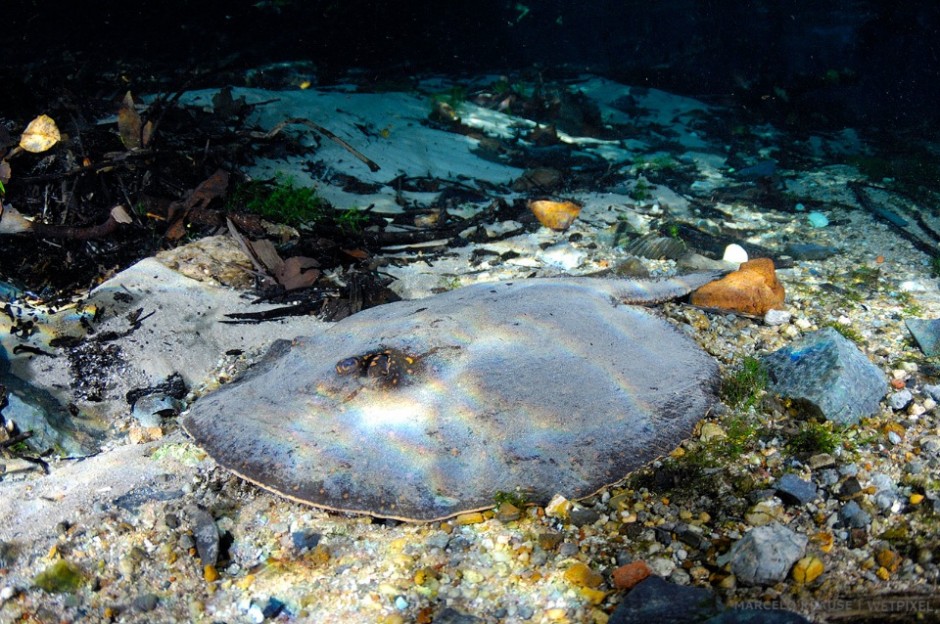 Like many of their saltwater counterparts, these stingrays (*Potamotrygon motoro*) also have a have venomous barbs at the base of their tails.