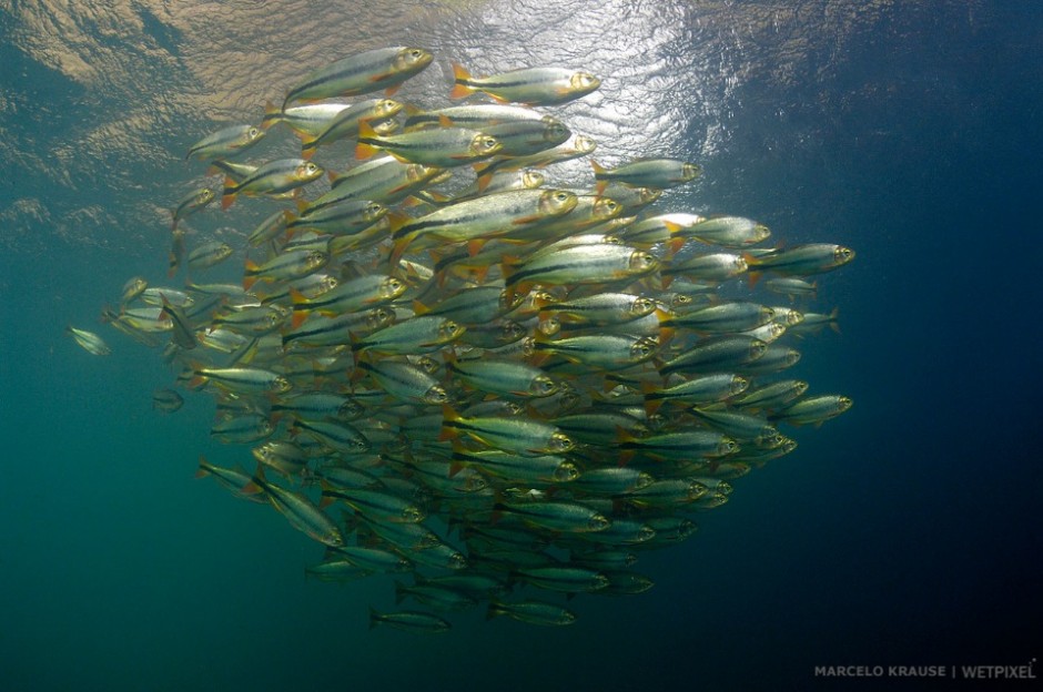 Such a compact schooling behavior of Piraputangas (*Brycon microleps*) is rarely seen. I have only observed in a unique site in Mato Grosso.