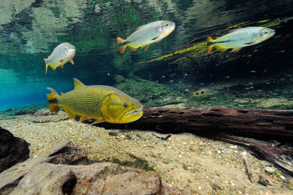 The dorado (*Salminus brasiliensis*) is carnivore fish often called 