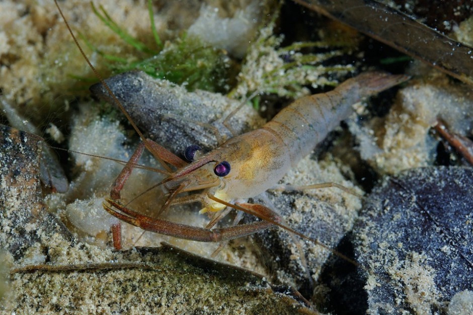 These small shrimps (*Macrobrachium sp.*) are rarely seen during the day. At night they come out to feed on small food particles.