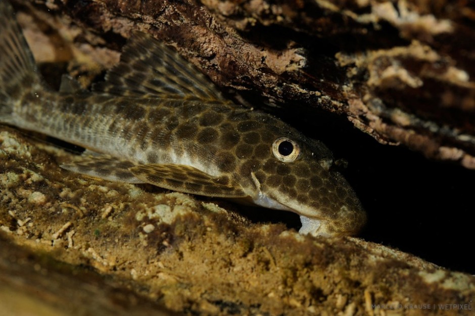 The inferior suckermouth (*Hypostomus plecostomus*) of the catfish is able to grasp algae and anchor the fish on the river bottom.