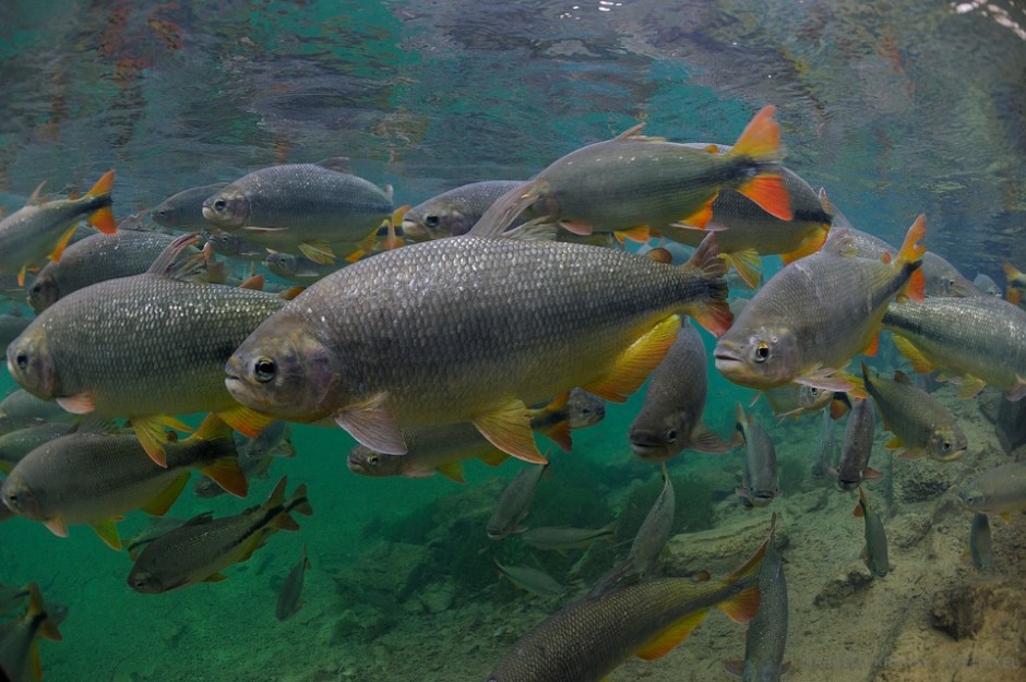 A school of Piraputangas (*Brycon microleps*) at Rio Formoso. They feed primarily on leaves, seeds and fruits.