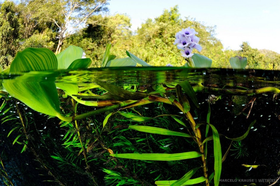 Some aquatic plants have air spaces within their tissues to keep them buoyant so that their leaves can reach the top of the body of water, in order to receive an adequate amount of sunlight (Rio Salobra).