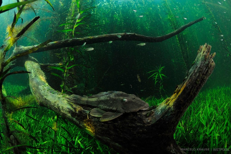 Catfish (*Hypostomus sp.*) are common on most freshwater habitats in South America. This species exhibit plates of armor over the body and can be found around wood pieces on the bottom.