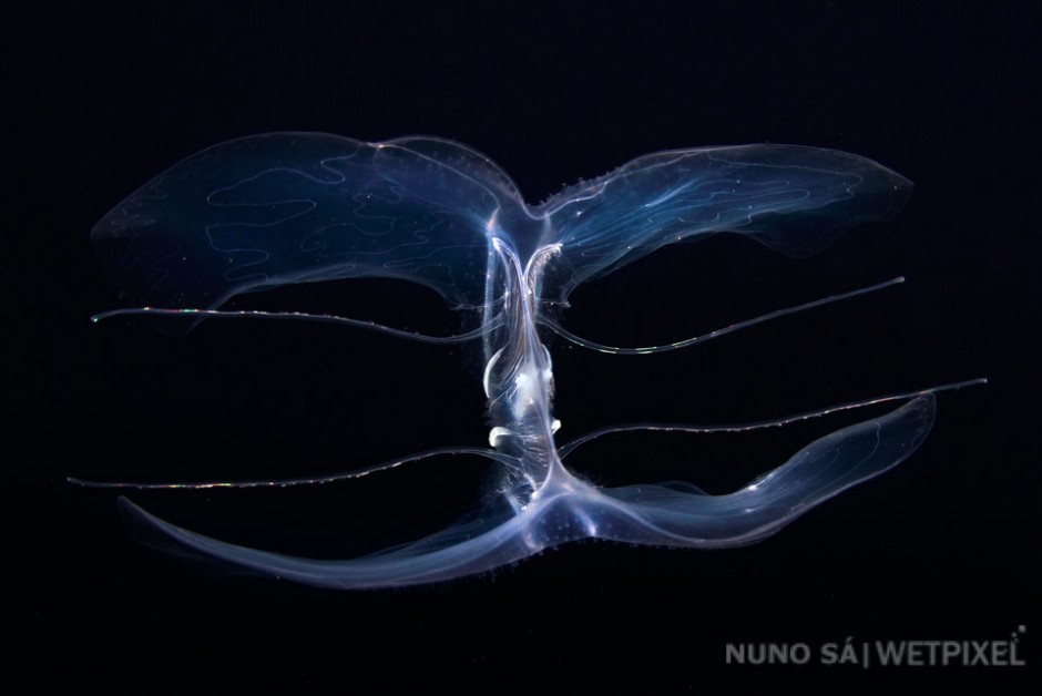 Comb jelly (*Ctenophora sp.* ) Ambrósio, Santa Maria Island. 

Strange looking comb jellies can be found in shallow waters near seamounts, where ascending currents bring them close to the surafce.