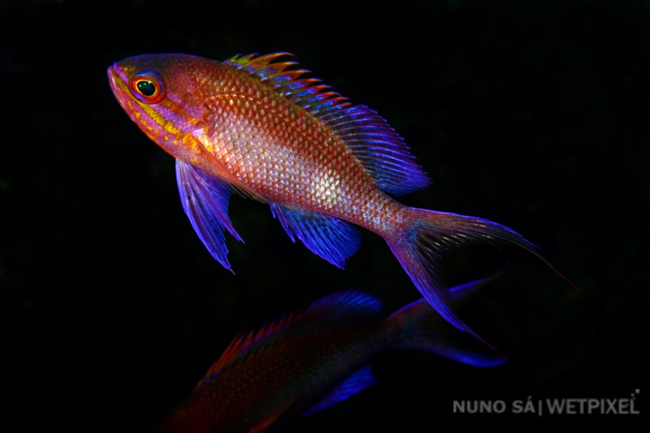 Swallowtail sea perch (*Anthias anthias*)

The colorful Swallowtail sea perch can be found on all the azores islands, usually at depths greater than 30m.