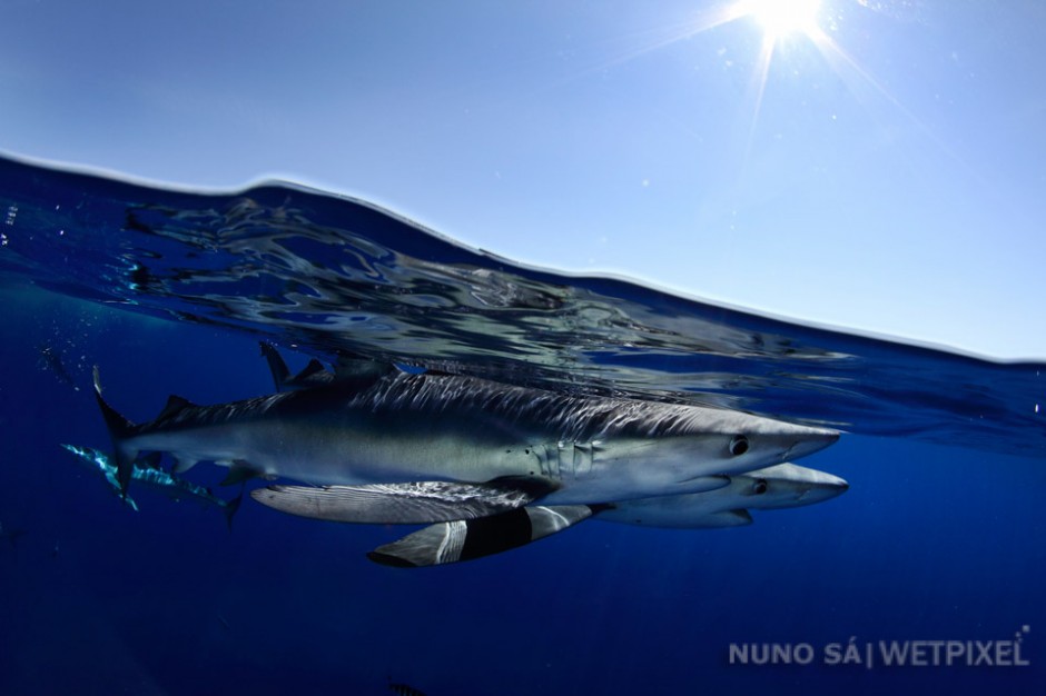 Blue shark (*Prionace glauca*). Azores - Condor Seamount (10 miles off Faial island)

The Azores are today regarded as the world's best destination for diving with blue sharks. 