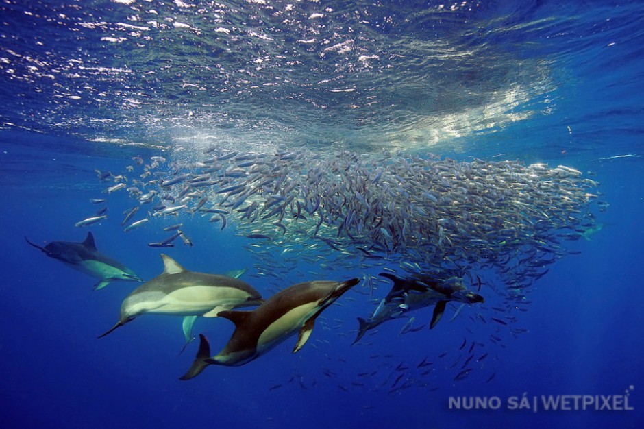 Common dolphin (*Delphinus delphis*)

Common dolphins can be seen all year round in the Azores Islands.They are known to hunt cooperatively to herd schools of pelagic fish at the surface. 