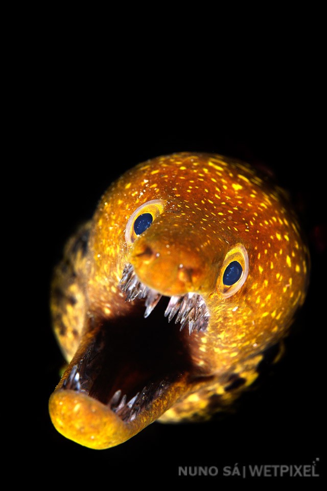 Fangtooth moray (*Enchelycore anatina*)

Several species of morays can be seen hiding among the rocks on a typical dive in the Azores. The fangtooth moray (or tiger moray) is one of the most empressive and photogenic species.