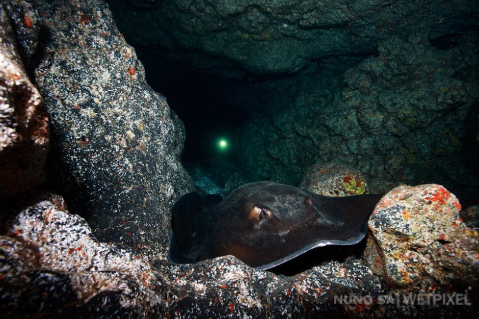 Round stingray (*Taeniura grabata*)

Large round stingrays can be found during shore dives around all the islands of the Azores. They typically live in sandy or rocky areas  close to shore. 