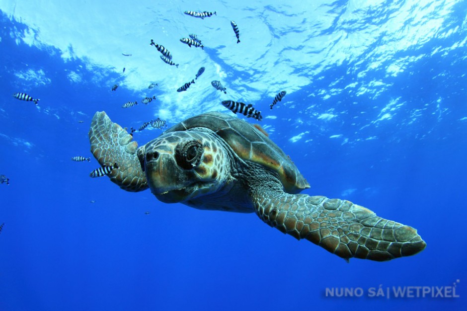 The loggerhead sea turtle (*Caretta caretta*) arrives in its juvenile stage to the Azores. The archipelago’s location, in the middle of the Atlantic Ocean, is a productive foraging area for loggerheads.
