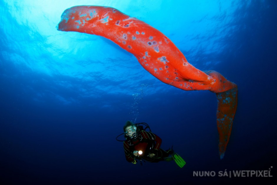 Pyrosome (*Pyrosoma sp.*) Corvo Island.

Salps feed on plankton and suspended particles by filtration. The Pyrosome is constituted by thousands of this individuals called zooids.