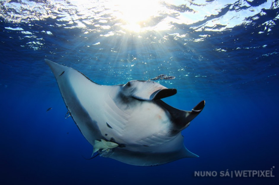 Giant manta (*Manta birostris*). Santa Maria island. 

Mantas are a lot less comon than devil rays in the Azores. When you do get lucky and see one it usually big and followed by several smaller cousins (Devil rays).