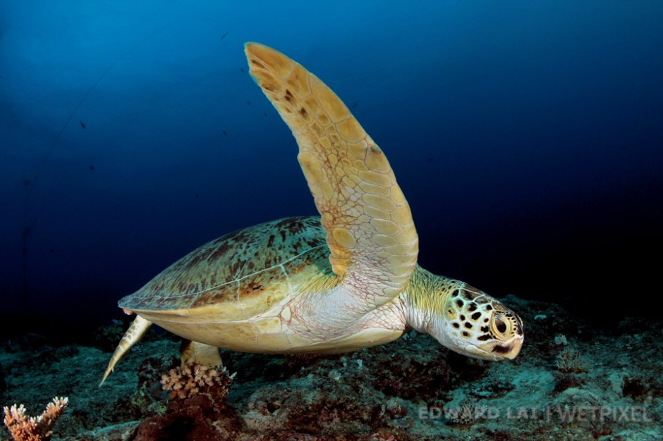 Canon 600D with 8-15mm, (1/200 @ f9 ISO 100), Greta Barrier Reef, September 2011.