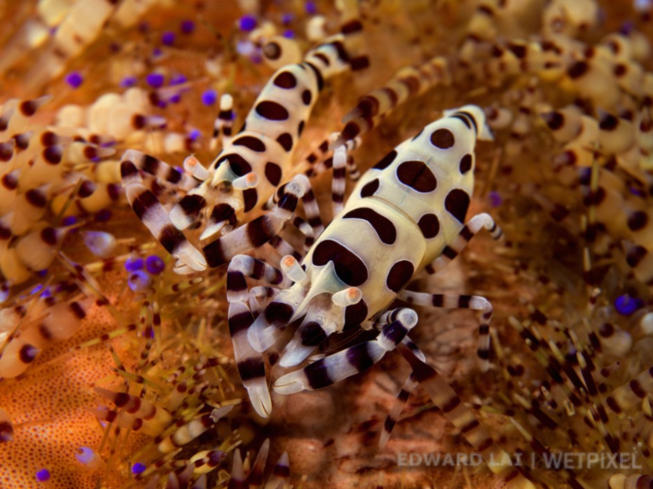 Hasselblad H3D with 120mm, (1/125 @ f22 ISO50), Komodo, September 2012.