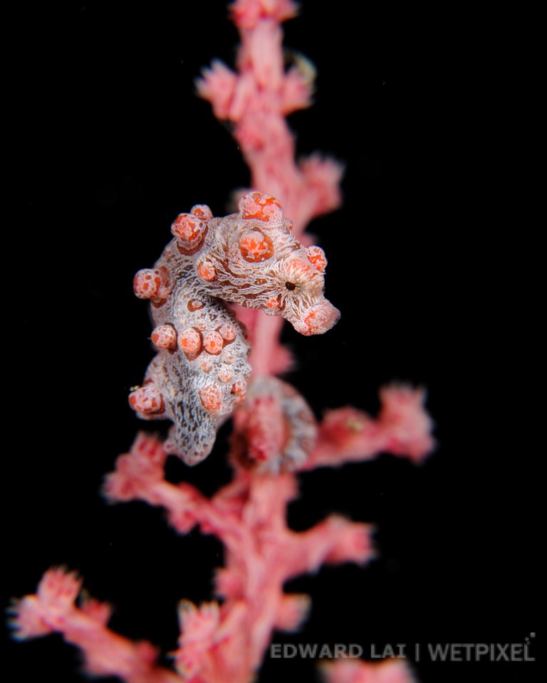 Nikon D700 with 105mm, (1/250 @ f22 ISO 400), Lembeh, March 2010.