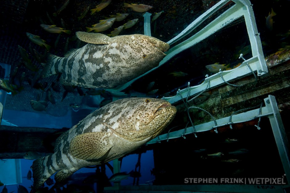 Goliath grouper (*Epinephelus itajara*), Aquarius Habitat