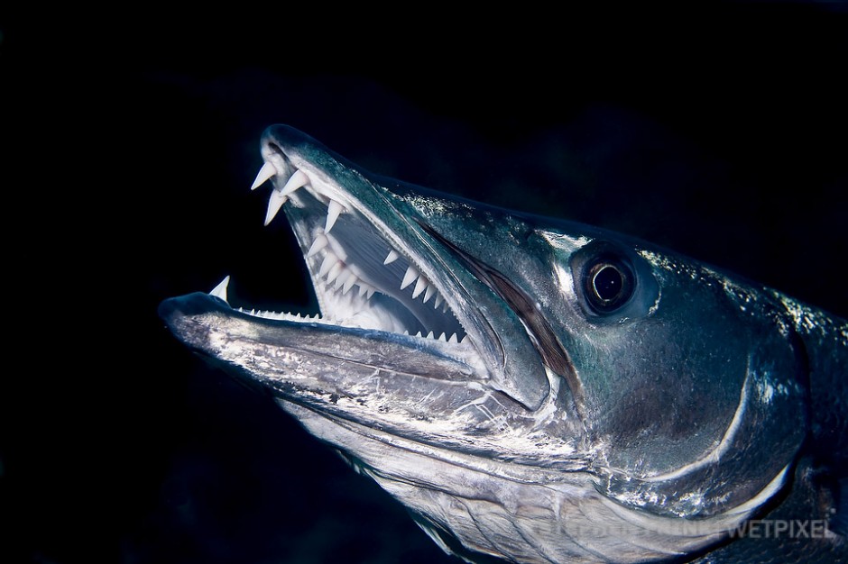 Barracuda (*Sphyraena barracuda*), Pickles Reef