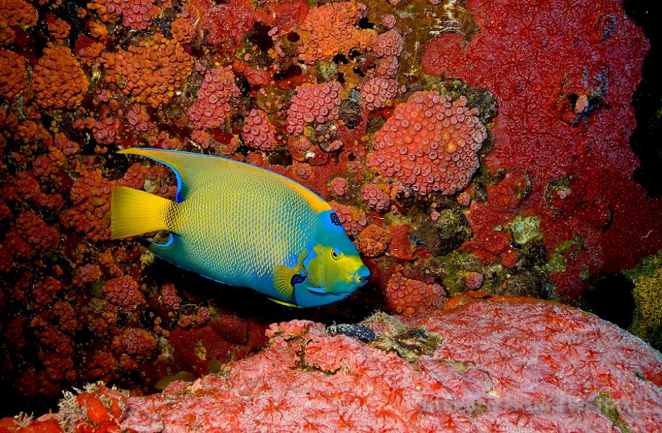 Queen angelfish  (*Holacanthus ciliaris*), Aquarius habitat