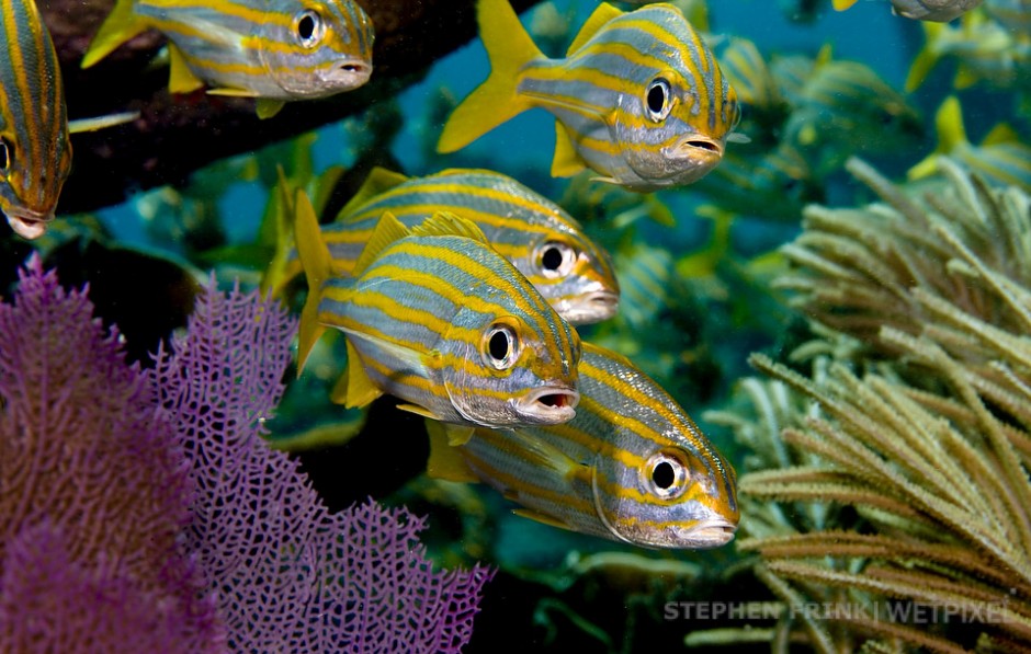 Smallmouth grunts (*Haemulon chrysargyreum*), Molasses Reef.