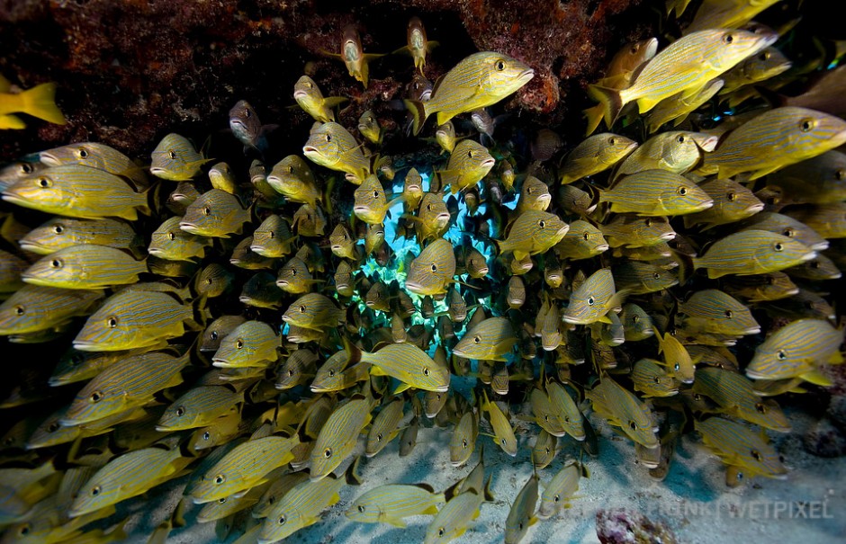 Blue-striped grunts (*Haemulon sciurus*), Snapper Ledge.