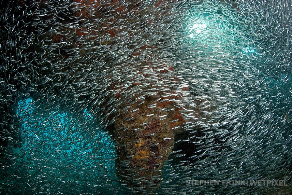 Glass minnows, Minnow Caves.