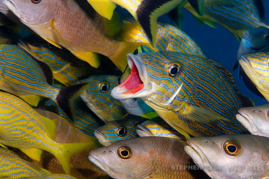 Blue-striped grunt (*Haemulon sciurus*), Snapper ledge.