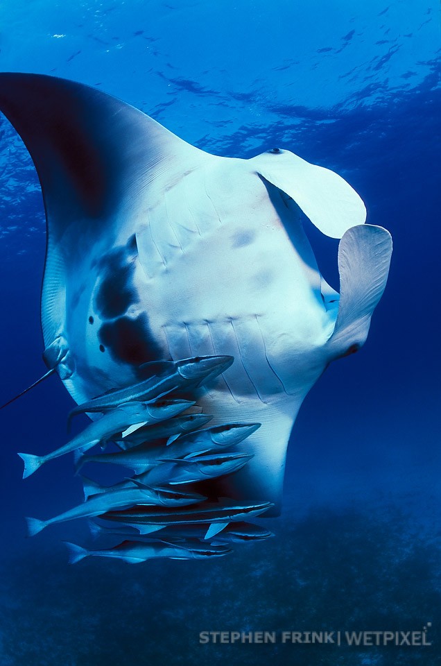 Manta ray (*Manta birostris*), Key Largo Dry Rocks