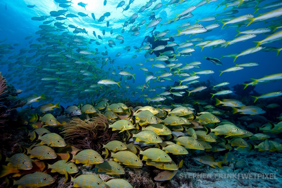 Schooling grunts and goatfish, Snapper Ledge.