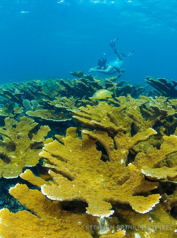 Elkhorn coral, Horseshoe Reef