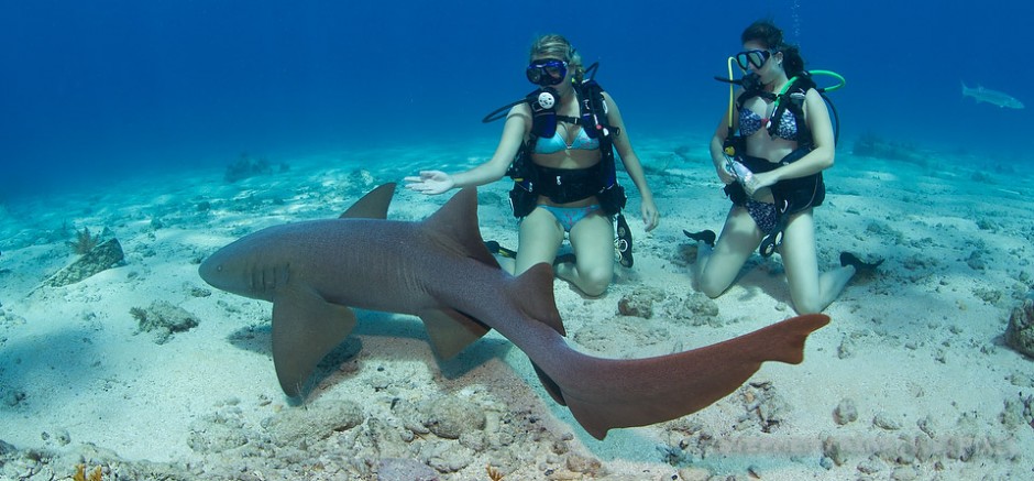 Divers and nurse shark (Ginglymostoma cirratum), City of Washington shipwreck