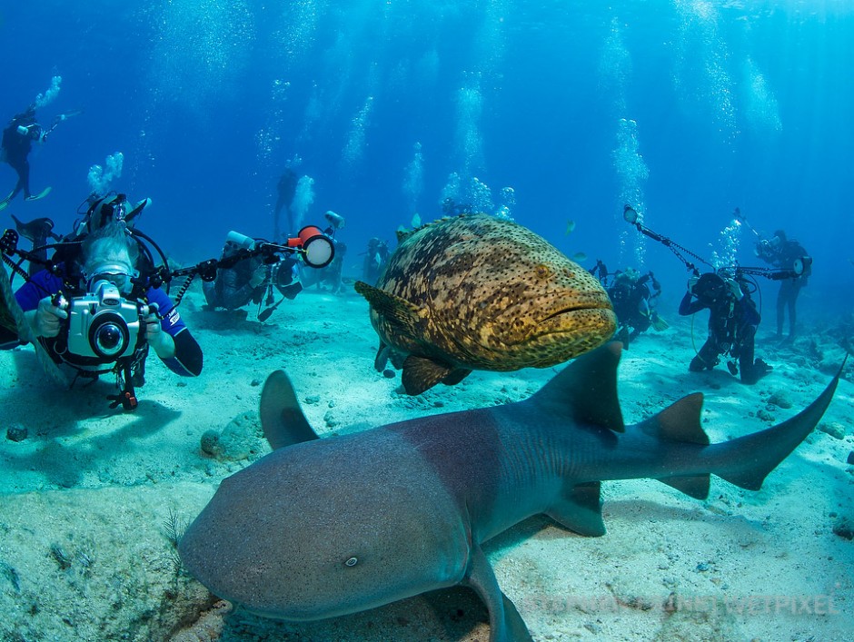 Photo frenzy, with nurse shark (*Ginglymostoma cirratum*) and goliath grouper (*Epinephelus itajara*), City of Washington Wreck